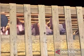 Impor bibit babi Denmark bantu kekurangan populasi di Manado