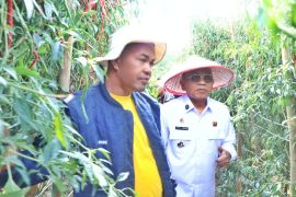 Panen Raya Cabai Lokal Siboras dorong komoditas unggulan di Simalungun