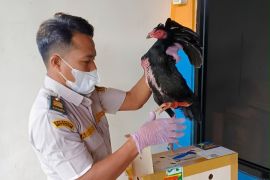 Karantina Jambi perketat pengawasan masuknya ayam bangkok