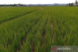 Merajut asa swasembada beras di Bumi Etam