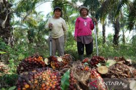 Agrinas Palma bangun ekosistem agribisnis perkebunan melalui koperasi