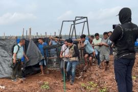 Sumatran tiger attacks kill two in Indonesia, traps deployed
