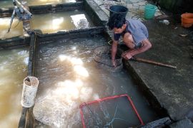 Dinas Perikanan Mataram menebar puluhan ribu benih ikan di sungai