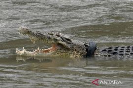Tim SAR cari seorang remaja diduga diterkam buaya di sungai Tanah Bumbu Kalsel