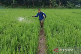 KTNA: Penurunan pupuk subsidi dan kepastian harga jadi perubahan nyata