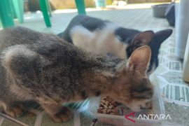 Pemkot Bengkulu terima 500 dosis vaksin rabies