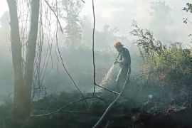 Sudah 151 hektare lahan terbakar di Kotim