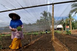 OJK: Penyaluran KUR tertinggi Lampung di wilayah basis ekonomi pedesaan