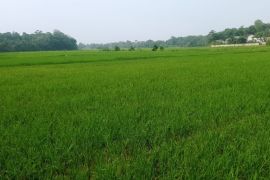 Distan Lebak sosialisasikan sistem PMAAS ke poktan demi produktivitas