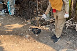 Sudin KPKP temukan dugaan praktik penjagalan HPR di Cengkareng Jakbar