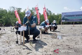 Honda Babel tanam 500 mangrove di Belitung dukung pelestarian pesisir