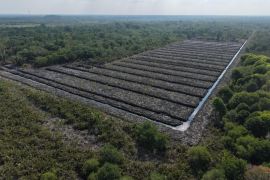 Polda Riau selidiki dugaan perusakan 100 hektare hutan mangrove