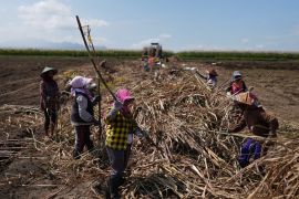 PG Ngadiredjo fasilitasi petani tebu lewat program bongkar ratoon