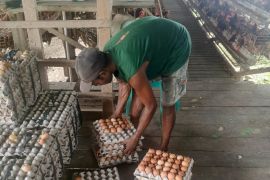 Pemprov sebut produksi telur ayam di Papua surplus 8.518 ton