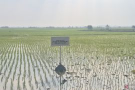 BPN Bandung targetkan 24.000 hektare Lahan Pertanian Pangan Berkelanjutan masuk RTRW pada 2027