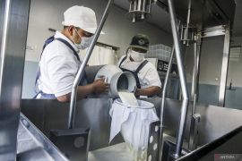 Produksi keju artisan di Sleman serap susu peternak lokal