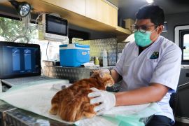 Warga luar Jakarta bisa manfaatkan mobil klinik hewan keliling