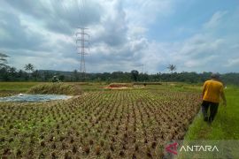 Kuningan tambah luasan tanam padi 5.671 hektare di Juli 2026