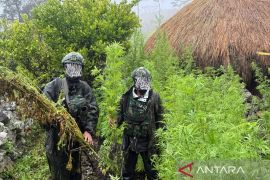 Indonesia military seizes 5,000 cannabis plants in Highland Papua raid