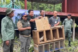 BKSDA Maluku melepasliarkan satwa dilindungi di kawasan TN Manusela