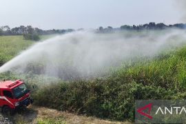BNPB: Kebakaran di kebun tebu Jombang berhasil dipadamkan