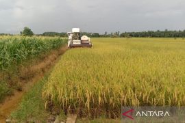 Pemkab Penajam lakukan pemetaan lahan pertanian lindungi persawahan