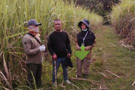 Petani tebu Madiun terima bantuan bibit bersertifikat dukung swasembada gula