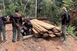 Kemenhut merevisi aturan pengolahan hasil hutan untuk pacu hilirisasi