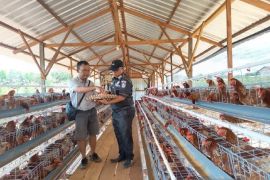 Budidaya ayam petelur perkuat ketahanan pangan dan membuka peluang ekonomi bagi masyarakat