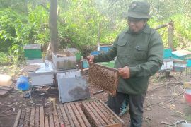 Cerita nekat Bambang Sugeng: dari bangkrut hingga mendulang emas cair di Hutan Akasia Perawang