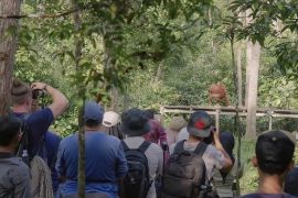 Maxi Tour Boemi Nusantara jelajah Tanjung Puting