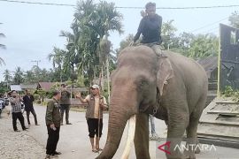 BPBD dan BKSDA pasang GPS collar pada gajah liar di Aceh Barat
