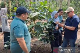 PLN Indonesia Power dorong kopi liberika Betara naik kelas, hadirkan sekolah lapang untuk perkuat daya saing petani