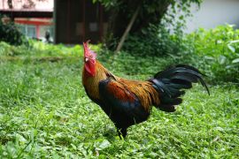 Ayam Alope menjadi simbol kedaulatan pangan