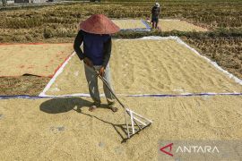 Bapanas: Rata-rata harga gabah petani capai Rp7.000/kg, lampaui HPP