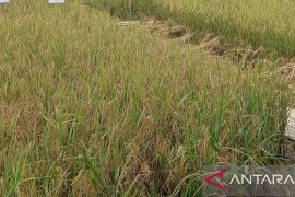 Bulog: Potensi panen padi petani Bangka Selatan 30.000 ton