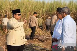 Indonesia targets two-year sugarcane rejuvenation under Prabowo