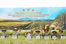 Plt Bupati Langkat dampingi Pangdam I/BB panen raya, perkuat swasembada pangan