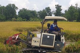 Produksi padi Sumsel meningkat 108.258 ton GKG