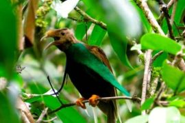 Burung Bidadari Halmahera Jadi Sumber daya genetik yang dilindungi negara