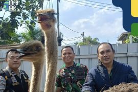 Burung unta yang berkeliaran di jalanan Bandung dievakuasi