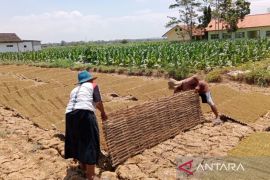 Pemkab Pamekasan bantu petani tembakau hitung biaya pokok produksi