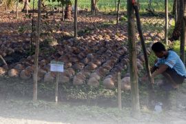 BBRMP Maluku monitor pembibitan kelapa di Negeri Sepa Maluku Tengah