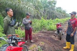 Sering dilihat warga, BBKSDA Riau tidak menemukan jejak harimau di Mengkapan Siak