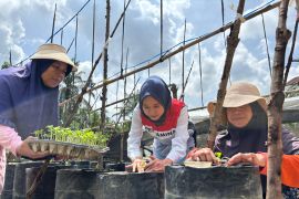 Kisah Chaidir Saleh, beri "sentuhan" manisnya melon premium untuk petani milenial