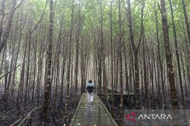 Pemprov Kaltim bersinergi tanam mangrove pulihkan lahan kritis pesisir