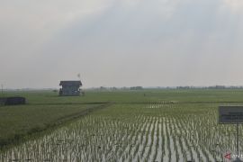 Kabupaten Bandung Barat perkuat efektivitas irigasi guna jaga produksi padi saat kemarau