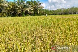 Petani di Tanah Bumbu produksi padi 58.749 ton per tahun