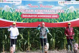 Pemkab Jember-UKRI inisiasi inkubator agribisnis hilirisasi jagung