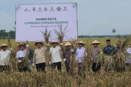 Panen Raya Lumbung Pangan BAZNAS, Petani Batu Bara kini tak lagi bergantung pada rentenir